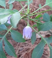 Image result for Solanum seaforthianum