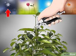 Because jasmine blooms from spring through fall, it benefits from heavy pruning after that time. How To Grow Jasmine From Cuttings With Pictures Wikihow