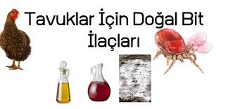 tavuklar icin dogal bit ilaclari tavuk dogal yerler