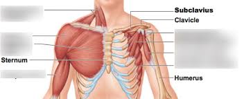 As the name of the muscle implies, the primary function of the levator scapulae is to raise the the human lungs are found in the chest, within the thoracic cavity. Practical Prep Bio 214 Chapter 10 11 Neck Chest Muscles Diagram Quizlet
