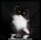 Black Persian Cat Stock Photos - Download 2,870 Royalty ...