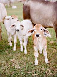 pin by audrey hambright on home on the range baby cows baby farm animals cow