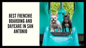 Where is the best doggy daycare in san antonio? Best Frenchie Boarding And Daycare In San Antonio French Bulldog Texas