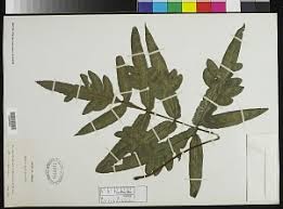 Image result for Pteris burtonii