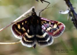 Image result for Pyrausta ostrinalis