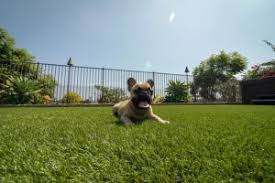 Shop full fresh & inspired range. Care Tips How To Clean Artificial Grass For Dogs And Pets