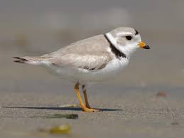 piping plover identification all about birds cornell lab