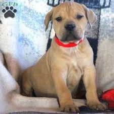 Black Boerboel Puppies For Sale In Durban African Boerboel Puppies For Sale Greenfield Puppies African Boerboel Puppies Mastiff Puppies