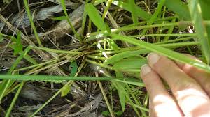 Image result for Urochloa brachyura