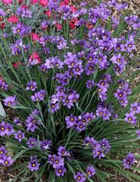 Mexicali pikes peak purple®, a companion hybrid with short spikes of. Sisyrinchium Angustifolium Lucerne White Flower Farm Fairy Garden Plants Flower Pots