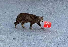 cat with a turkish flag music indieartist chicago turkish flag cats turkey flag