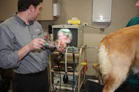 Artificial insemination takes all of the elements of animal personalities and desires out of the picture and provides a safe, calm way to breed your dogs. Current Review Of Artificial Insemination In Dogs Veterinary Clinics Small Animal Practice