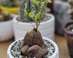 Image result for Dioscorea paleata