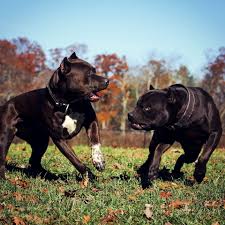 Coachella Prague Xdp Family Doglover Dogoftheday Beauty Beast Muscle Fitness Models Siblings Beauty Beast Cou Pit Dog Dogs Beautiful Dogs