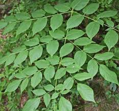 We did not find results for: Aralia Spinosa Devil S Walking Stick Medicinal Uses Charles W Kane Applied Medical Botany