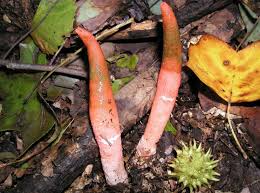 Image result for Mutinus elegans