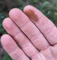 Image result for Ganoderma curtisii