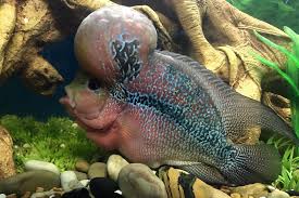 When Does Flowerhorns Stop Growing Flowerhorn