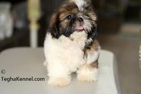 We did not find results for: Havanese Puppies Dog Kennel