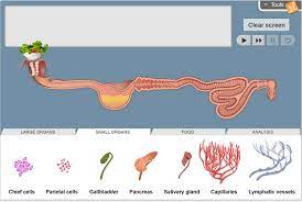 Gallbladder disease pain, signs, attacks, and symptoms are explained in a simple and easy way. Gizmo Of The Week Digestive System Explorelearning News