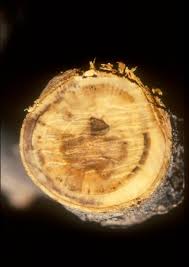 Walmart.com has been visited by 1m+ users in the past month Verticillium Wilt Refresher Msu Extension