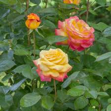 Oggi vi porto alla scoperta dei lisianthus, chiamati anche eustoma. Coltivare Le Rose In Vaso Balconi Terrazze