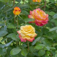 Molte specie di coleotteri, simili a piccoli scarabei di colore vario, si cibano delle foglie o dei fiori. Coltivare Le Rose In Vaso Balconi Terrazze