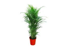 Why are my areca palm leaves turning yellow? areca palm is turning yellow because of the conditions of the soil, and external factors affecting the plant. Areca Palm Plant Chrysalidocarpus Natural Air Purifier Evergreen Plants Dubai Garden Centre