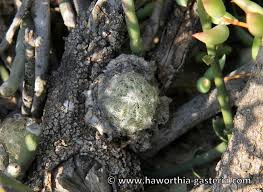 Image result for Oncocalyx bolusii