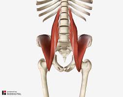 Muscular pain that comes on suddenly in your lower back is often indicative of a muscle spasm. Lower Back And Hip Pain 7 Frequently Overlooked Causes