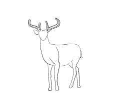 How to draw deer for kids? How To Draw A Deer Easy Step By Step With Pictures Jae Johns