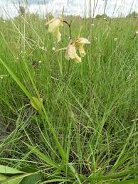 Image result for Eulophia flavopurpurea