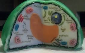 We did not find results for: Pin By Sarah Shaffer Young On Edible Plant Cell Cake Edible Cell Project Plant Cell Model Edible Cell