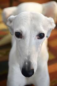 Black And White Greyhound Mix Dillsburg Woman Works To Rescue Spanish Greyhounds Grey Hound Dog Greyhound Beautiful Dogs