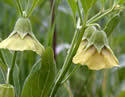 We did not find results for: Physalis Virginiana Virginia Ground Cherry Minnesota Wildflowers