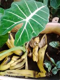 Image result for Siphonochilus longitubus