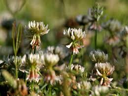 Image result for Trifolium wentzelianum