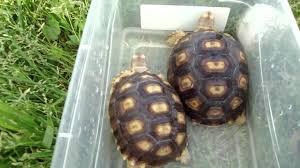 April 18 2011 Daily Soaking African Sulcata Tortoises