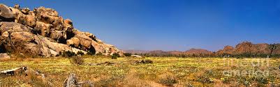Some say his soul still resides there. A Panoramic Joshua Tree National Park With A Carpet Of Yellow Flowers Photograph By Gunther Allen