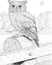 We did not find results for: Great Horned Owl Coloring Page Planke Color This Page Online Owl Coloring Pages Owl Coloring Pages Free Printable Owls Drawing