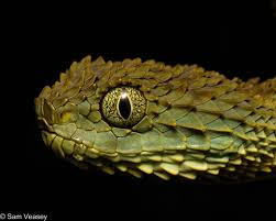 Image result for Disperis katangensis