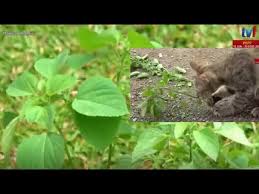 Pokok ini dikatakan amat digemari oleh kucing. Rtm Tv1 Ramuan Rahsia Pokok Kucing Galak Youtube