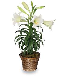 Check spelling or type a new query. Plant Care Tips For Potted Easter Lilies