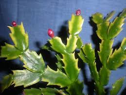 A christmas cactus is a tropical plant that does not naturally exist in nature. Zygo Cactus Schlumbergera Trucata Christmas Cactus Carneval Variegated Plant Variegated Plants Christmas Cactus Holiday Cactus