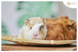 Whether you purchase a baby guinea pig (pup) from your local pet store or have a female guinea pig at home that has recently given birth. Guinea Pig Malaysia Home Facebook