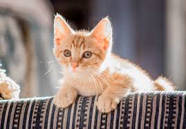 Folgende dinge sollten in eurem haushalt nicht fehlen, wenn ihr eine katze habt, die häufig auch mal länger alleine zuhause ist. Wie Lange Kann Ich Mein Katzenbaby Allein Lassen