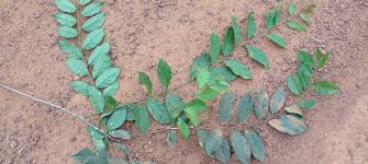 Image result for Pentadiplandra brazzeana