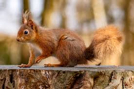 Image result for Brown Squirrel 2014 Peugeot