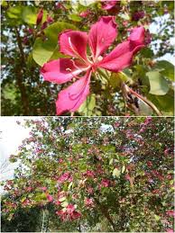 Flowers name list in hindi & english. Rokto Kanchan Flower à¦°à¦• à¦¤ à¦• à¦ž à¦šà¦¨ à¦« à¦² Bauhinia Variegata Plants Garden