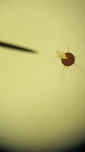 Image result for Uncinula necator